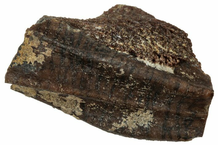 Fossil Hadrosaur (Edmontosaurus) Partial Tooth - Wyoming #323961